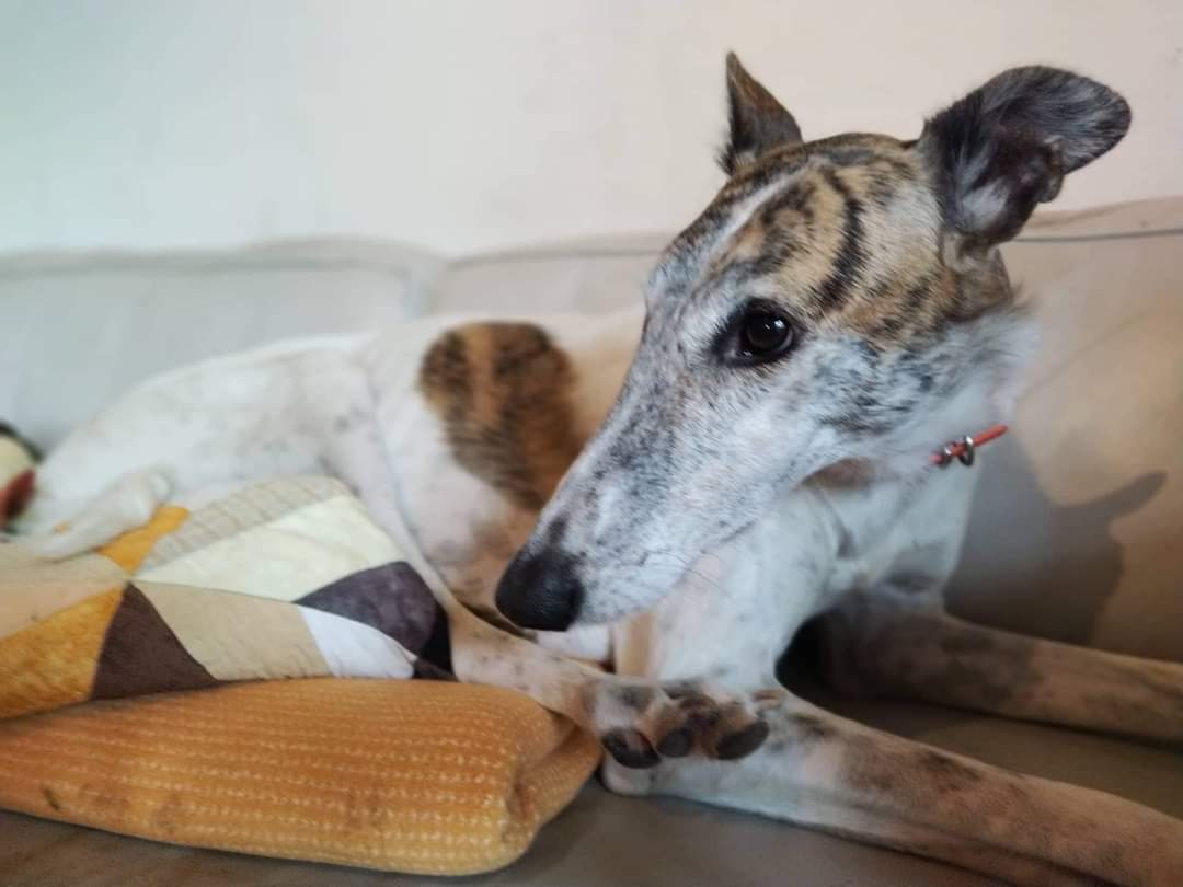 Update zu unserem Fräulein Smilla (Barsoi-Mix)